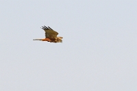 33000 Circus aeruginosus (Falco di palude)